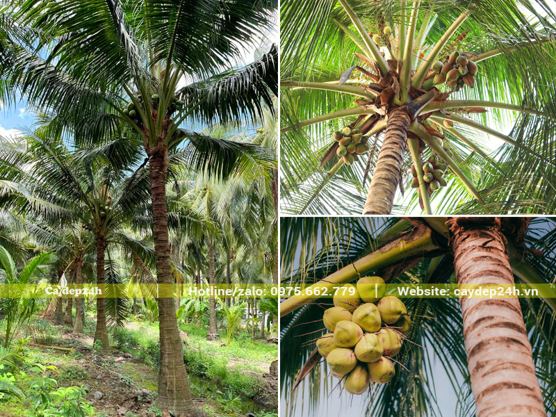 Hình ảnh cây dừa công trình lâu năm, thân cao vút, sẵn quả