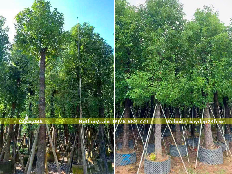 Cây long não công trình cao 4 - 5m, hàng nhập khẩu Trung Quốcm đã thuần dưỡng hơn 1 năm