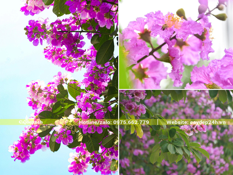 Những chùm hoa bằng lăng tím rực rỡ