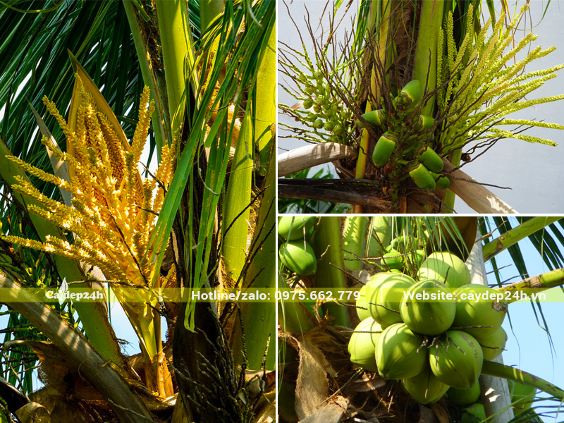 Bông hoa dừa xiêm