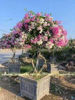Chậu bông giấy 2 màu đẹp, tán khoảng 1m