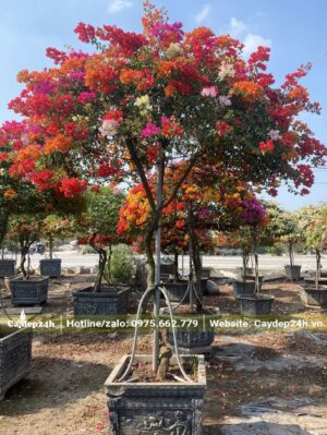 Hoa Giấy cảnh ngũ sắc cao 2m chưa tính chậu