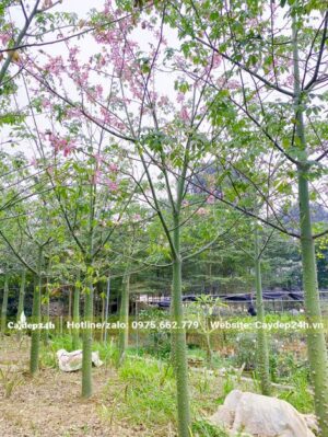 Vườn bán Mỹ Nhân công trình đk gốc 15cm, đang sẵn hoa