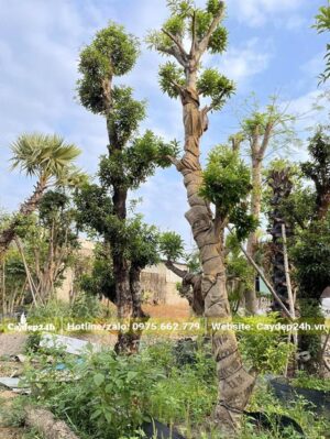 Toàn thân cây hồng xiêm cổ thụ được bọc vải, bao tải để giữ độ ẩm tốt hơn khi mới dâm ủ