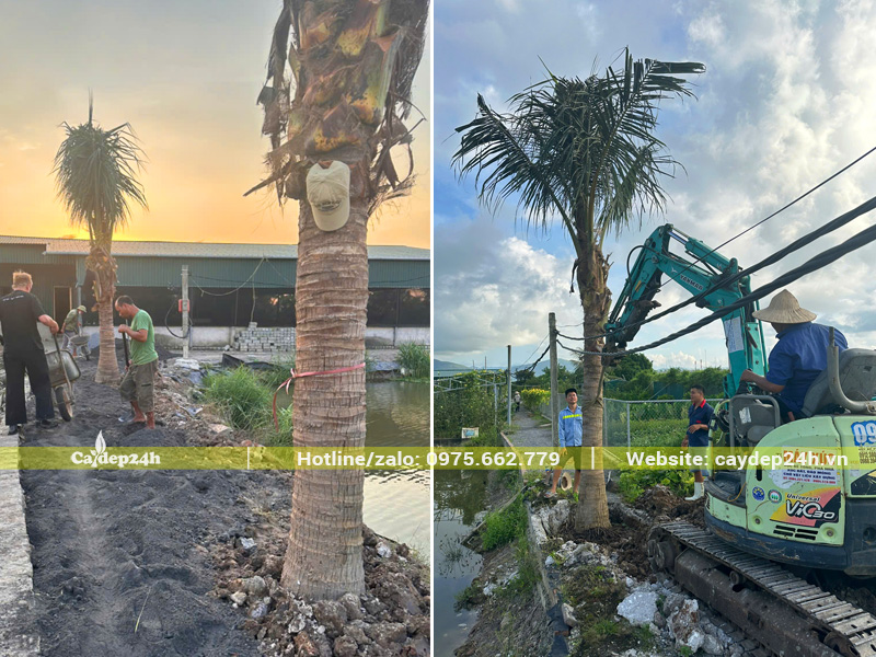 Thi công trồng cây dừa