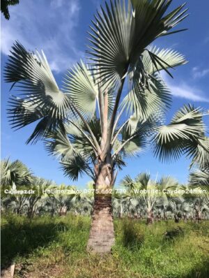 Cây Kè Bạc lâu năm, đường kính gốc 40cm