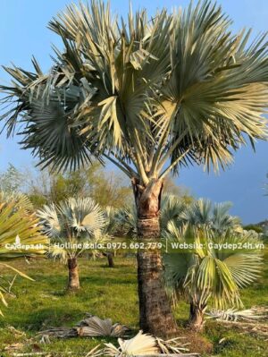 Nhà vườn đang dưỡng số lượng lớn cây Kè Bạc lâu năm, lóng thân cao 1,5m