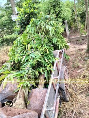 Đang di chuyển cây Hoàng Nam mới đánh bầu từ vườn ra xe