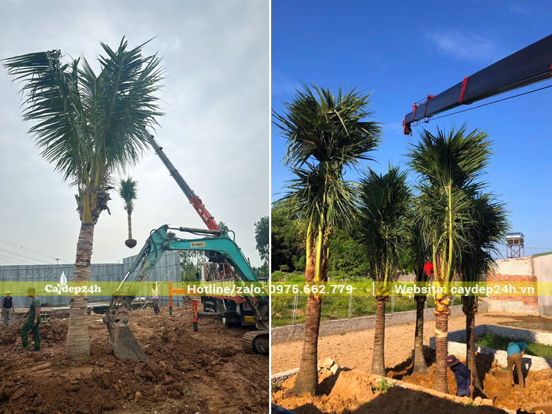 Tiến hành trồng cây dừa lâu năm, khoảng cách 3 - 4m