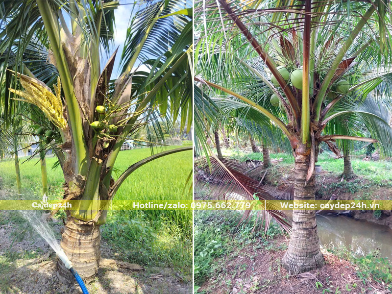 Kiểm tra cây dừa tại vườn, lóng thân cao 50cm đến 1.5m