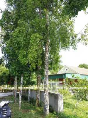 Hàng Kim Giao gốc khủng, đk gốc khoảng 20cm