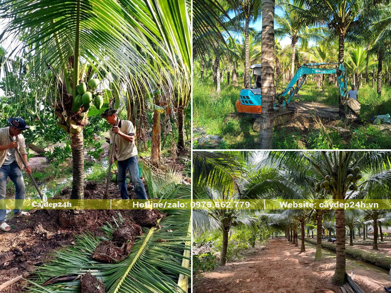 Bứng bầu cây dừa công trình lóng thân từ 2m trở lên