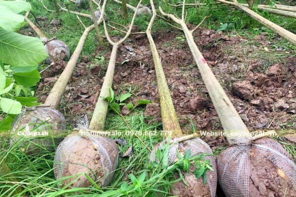 Bứng cây công trình kích thước lớn đường kính gốc 10 - 15cm