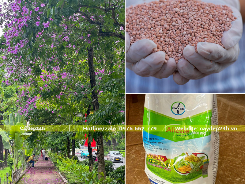 Bằng lăng tím trồng vỉa hè được bón phân và phun thuốc trừ nấm