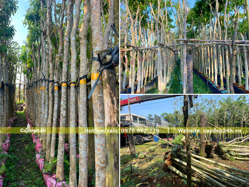 Vườn cây dâm ủ số lượng lớn, đường kính gốc 12 - 15cm