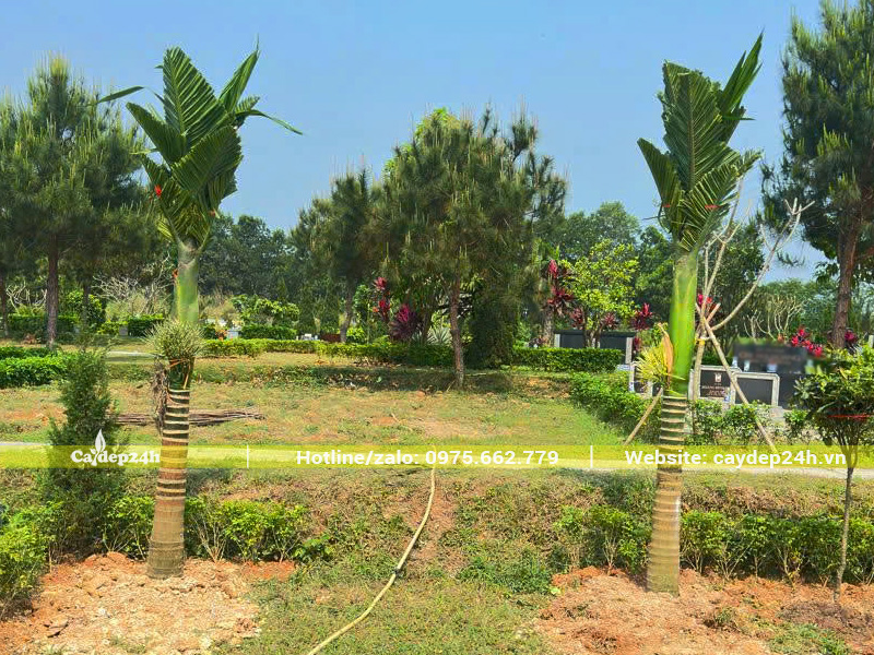 Thi công hàng cây cau lùn lóng thân cao 1.2m