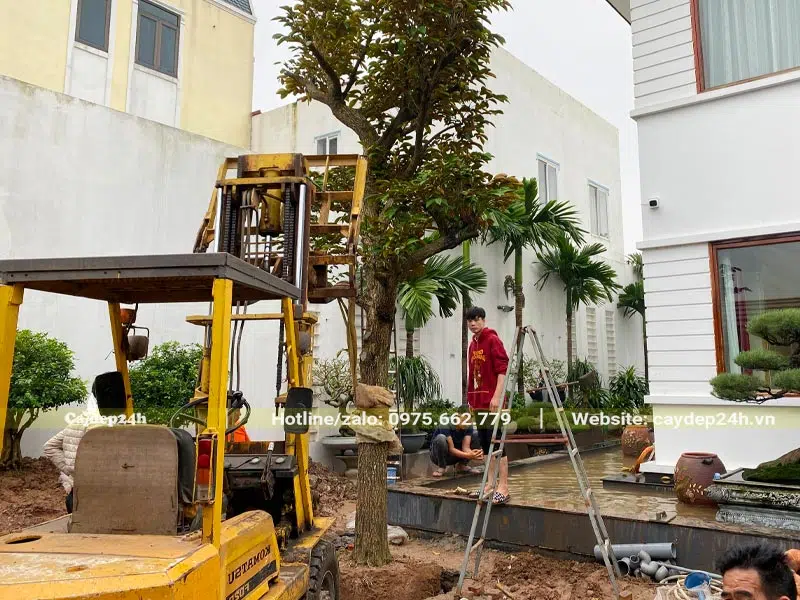 Trồng và chống cây công trình lớn cho khu biệt thự