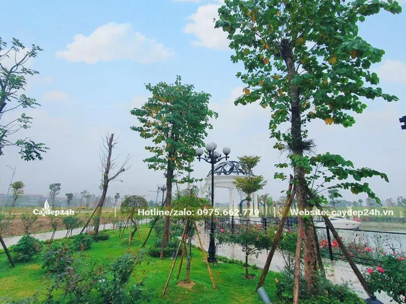 Khuôn viên xanh đẹp với đủ các loại cây lớn nhỏ