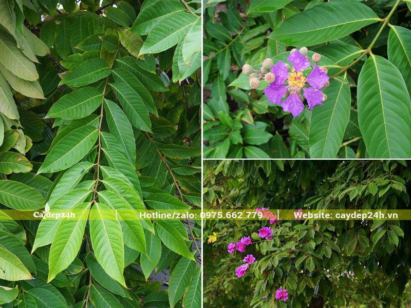 Hình dáng và màu sắc lá cây bằng lăng