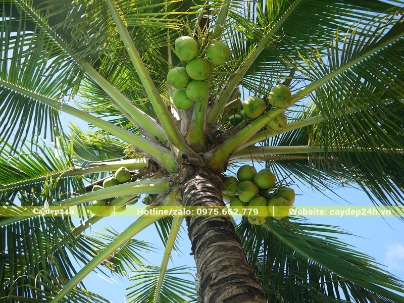 Tán lá của cây dừa công trình, đường kính tán lá khoảng 8 - 10m