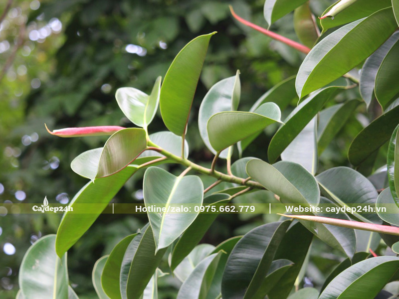 Cận cảnh hình thái lá cây Đa Búp Đỏ