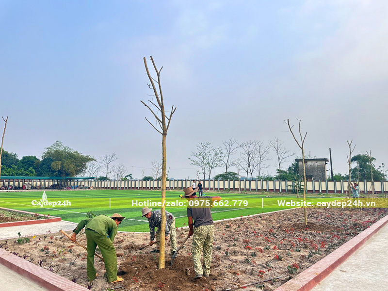 Công nhân Cây Đẹp 24h lấp đất cho cây bằng lăng công trình đường kính gốc 12cm