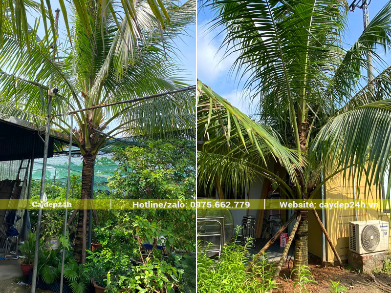 Trồng dừa trong sân vườn nhà lấy bóng mát