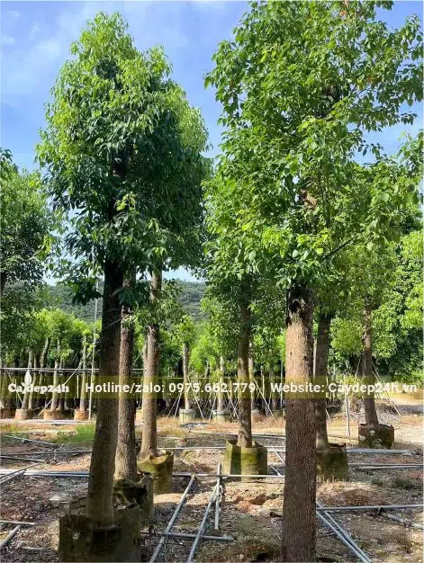 Thân cây đo cách gốc 1m có đường kính hơn 20cm, cây thẳng, tán lá đẹp