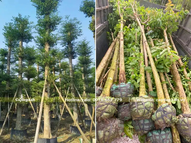 Cây công trình dâm ủ, đường kính gốc khoảng 20cm, chiều cao 4 - 5m