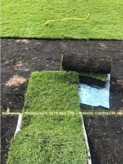 Những thảm cỏ nhung hình chữ nhật chất lượng