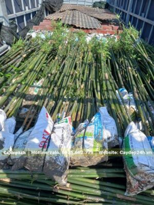 Chỉ cần dâm ủ bằng thân cây Trúc Cần Câu tái sinh mạnh mẽ