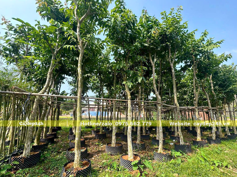 Vườn đang dưỡng hàng trăm cây bằng lăng tím chiều cao 5 - 6m