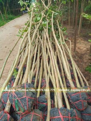 Cây đánh thẳng có chiều cao 3 - 3,5m và đk gốc gần 5cm