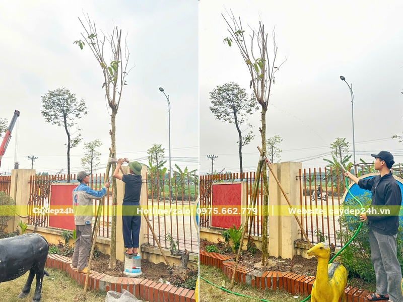 Gia cố cọc chống cho cây bằng lăng công trình tại trường học ở Bắc Ninh