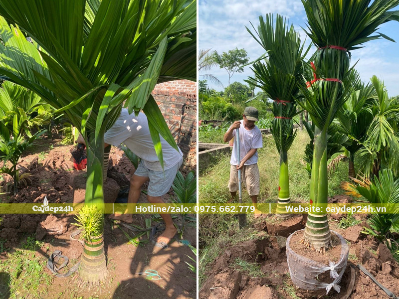 Mua cây cau lùn đánh thẳng tại vườn ở Hà Nội