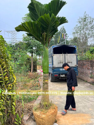 Bứng cây cau lùn cổ thụ đẹp, lóng thân cao hơn 80cm