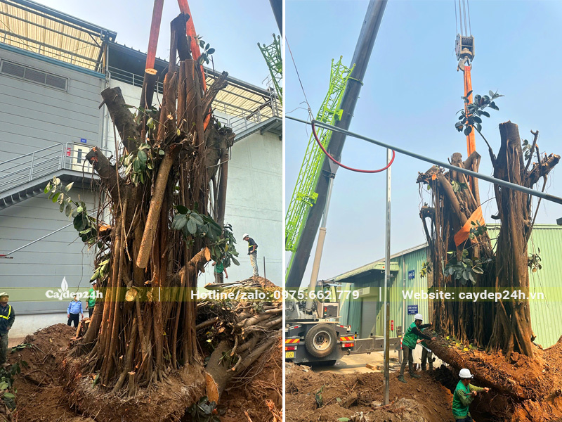 Cần cẩu trọng tải lớn đang nhấc cây đa búp đỏ cổ thụ lên xe