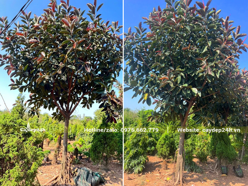 Cây đẹp, thoát thân gần 2m, tán tròn đều