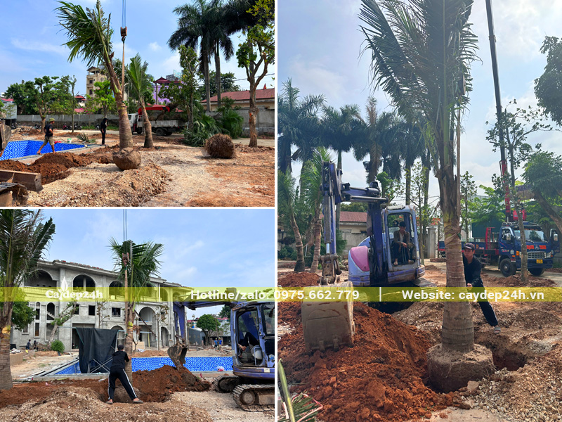 Cần cẩu đang đưa cây dừa công trình vào hố và lấp đất chắc chắn