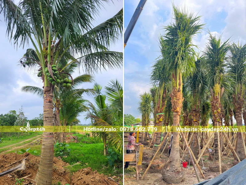 Vườn dưỡng ủ cây dừa công trình lóng thân cao 2.5m