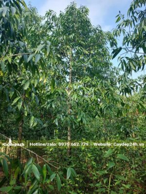 Nhà vườn đang chăm số lượng lớn cây Kim Giao tại Miền Bắc