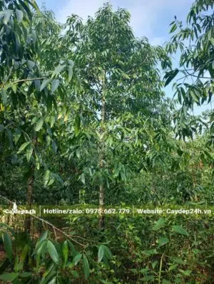 Nhà vườn đang chăm số lượng lớn cây Kim Giao tại Miền Bắc