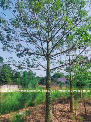 Cây hoa Mỹ Nhân công trình tán đẹp, cao 4 - 4.5m