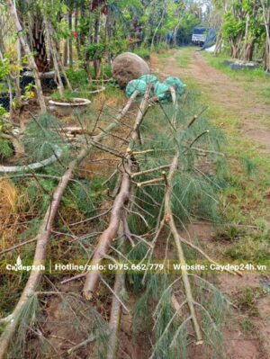 Bứng nóng cây Phi Lao công trình lớn