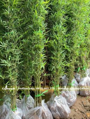 Cây Cao hơn 1m, hàng đánh thẳng chất lượng