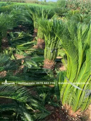 Tỉa lá và bứng bầu cây Vạn Tuế