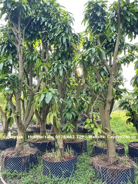Dâm ủ số lượng lớn cây Xoài Đài Loan trưởng thành