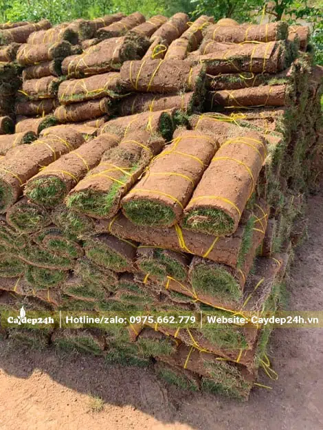 Hàng trăm cuộn cỏ được xếp thành từng chồng từng chồng