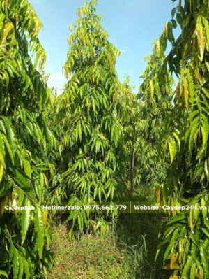 Vườn cây đã tỉa thưa, tạo không gian để dưỡng những cây Hoàng Nam trưởng thành cao khoảng 3m