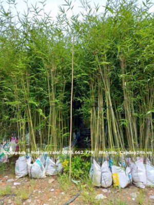 Lá trúc tươi tốt sau thời gian dài dâm ủ